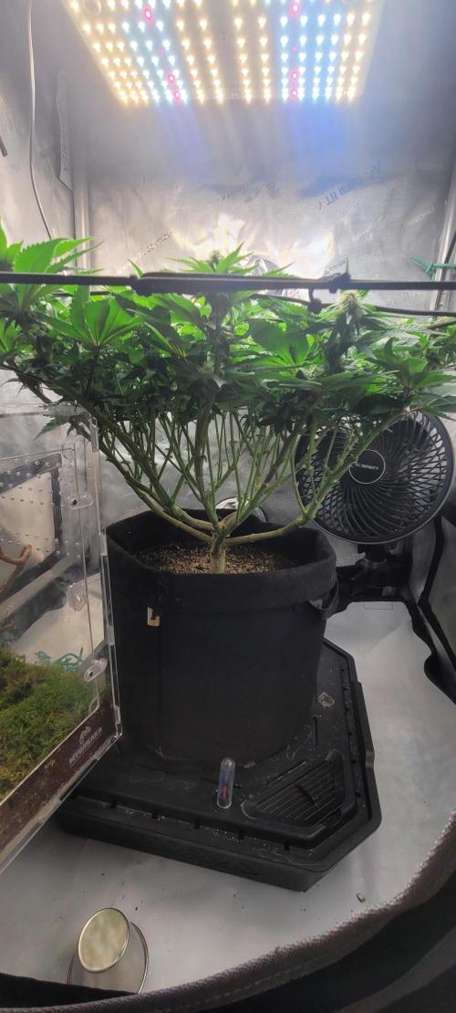 First Grow Fuel Dog Gaia Green. Week 12