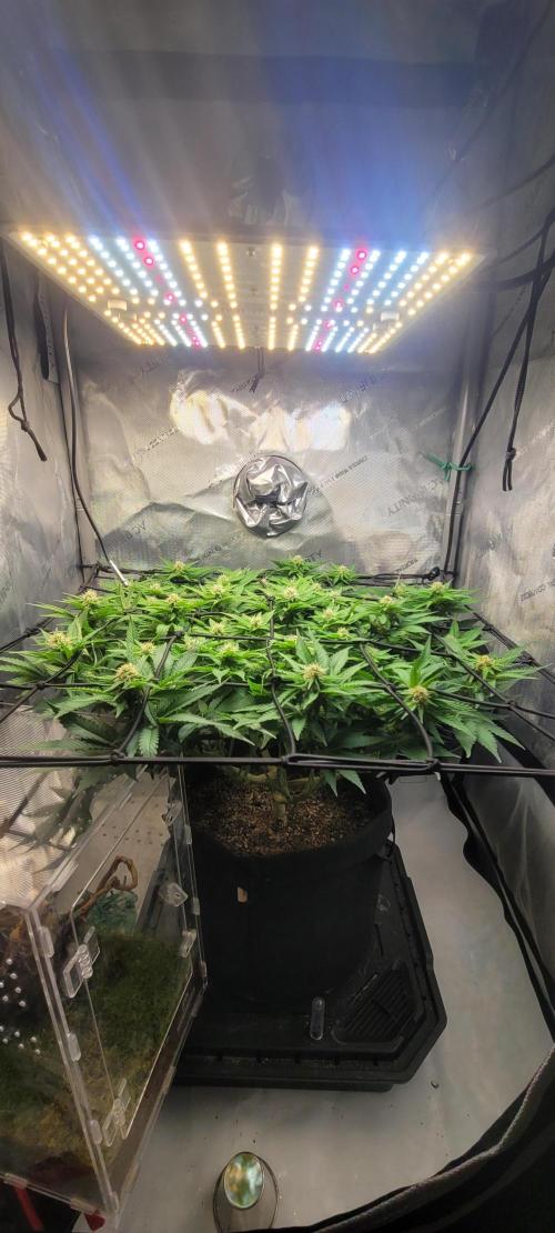 First Grow Fuel Dog Gaia Green. Week 12