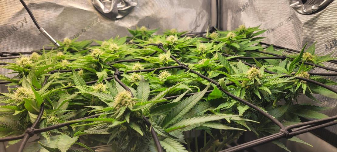 First Grow Fuel Dog Gaia Green. Week 12