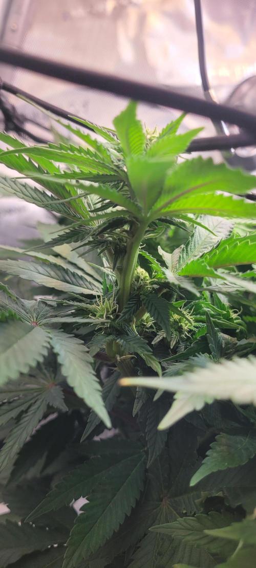 First Grow Fuel Dog Gaia Green. Week 11