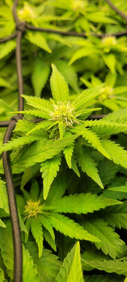 First Grow Fuel Dog Gaia Green. Week 11