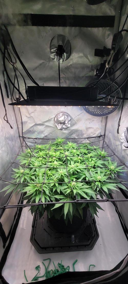 First Grow Fuel Dog Gaia Green. Week 11