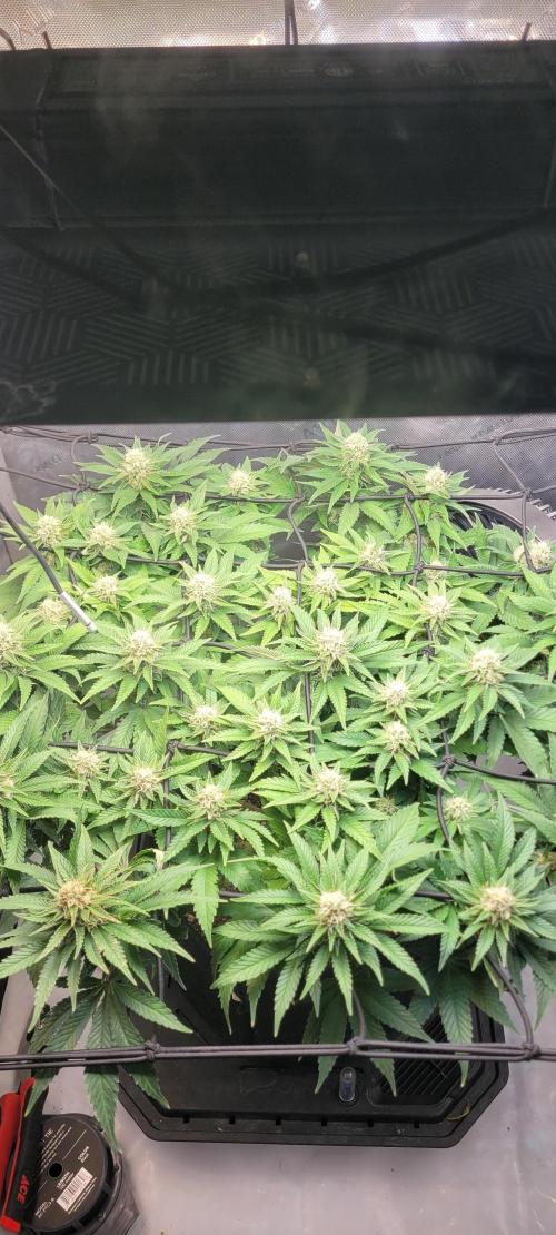 First Grow Fuel Dog Gaia Green. Week 13