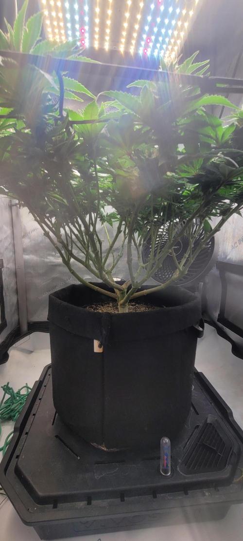 First Grow Fuel Dog Gaia Green. Week 13