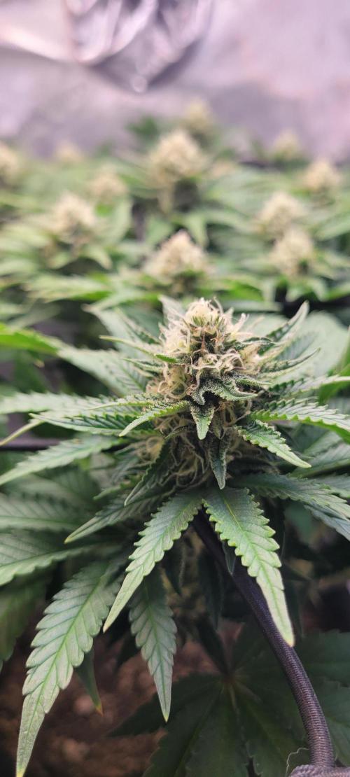 First Grow Fuel Dog Gaia Green. Week 13