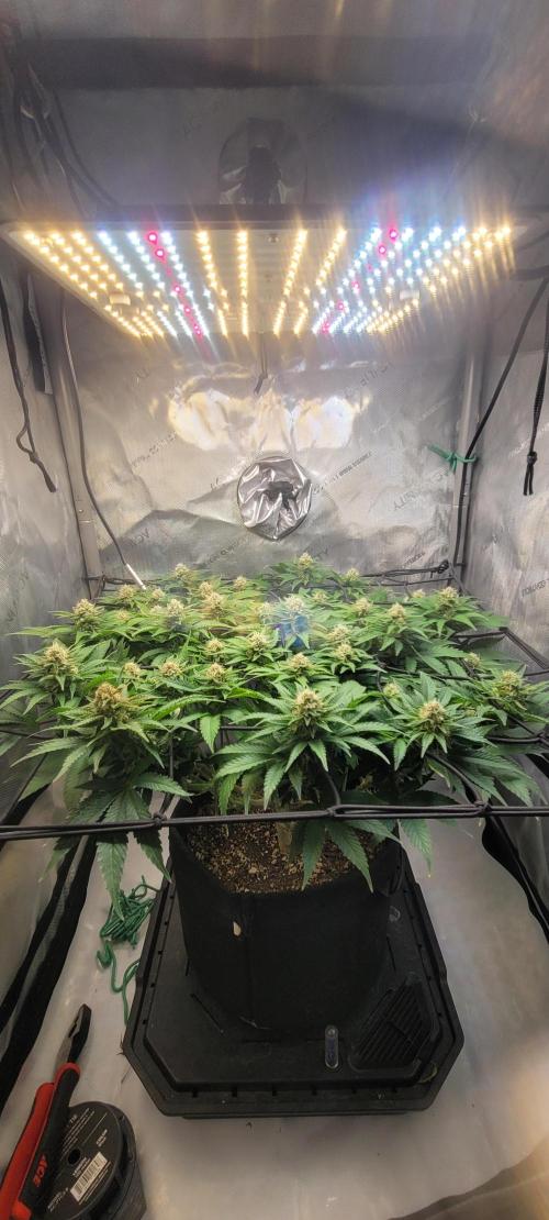 First Grow Fuel Dog Gaia Green. Week 13