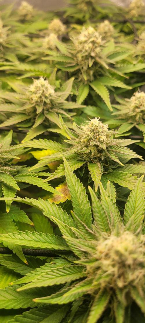 First Grow Fuel Dog Gaia Green. Week 14