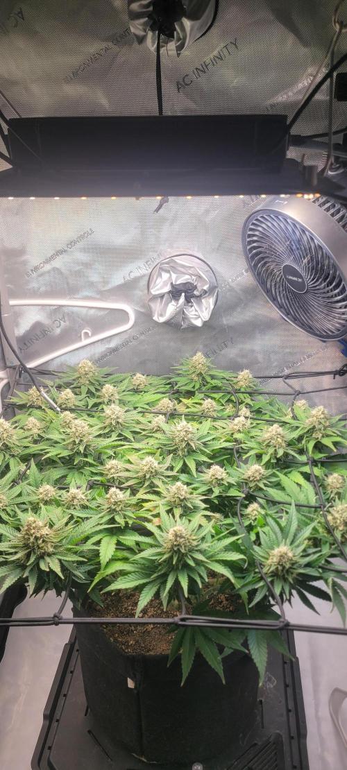 First Grow Fuel Dog Gaia Green. Week 14