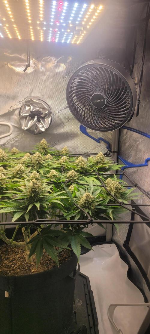 First Grow Fuel Dog Gaia Green. Week 14