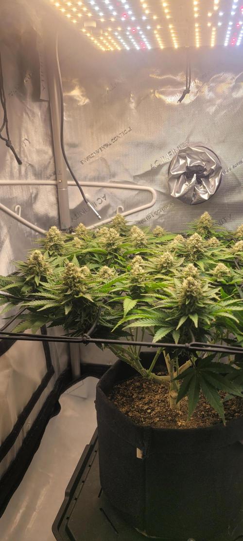 First Grow Fuel Dog Gaia Green. Week 14