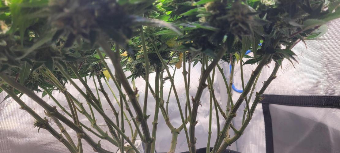 First Grow Fuel Dog Gaia Green. Week 15