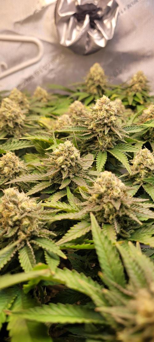 First Grow Fuel Dog Gaia Green. Week 15