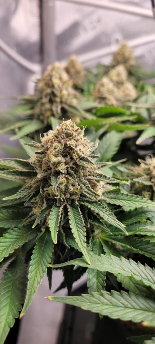 First Grow Fuel Dog Gaia Green. Week 15