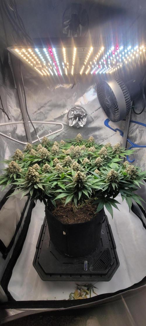 First Grow Fuel Dog Gaia Green. Week 15