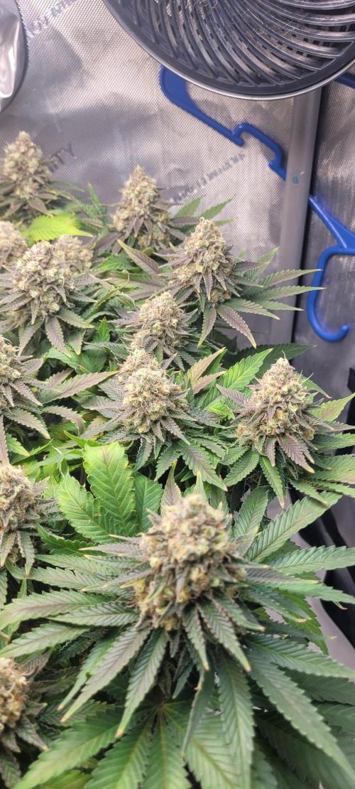 First Grow Fuel Dog Gaia Green. Week 16