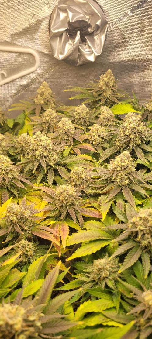 First Grow Fuel Dog Gaia Green. Week 16