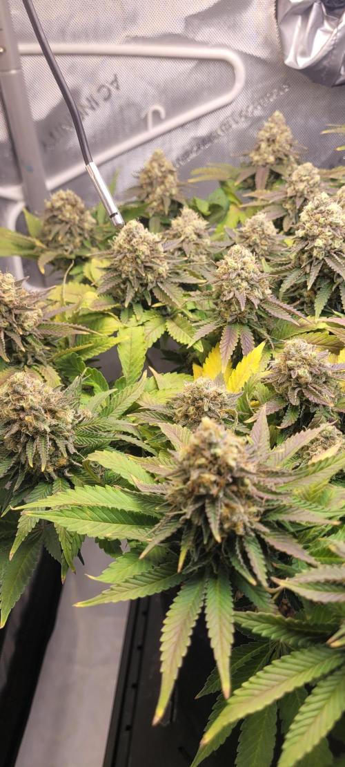 First Grow Fuel Dog Gaia Green. Week 16