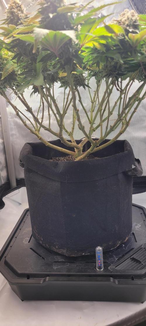 First Grow Fuel Dog Gaia Green. Week 16