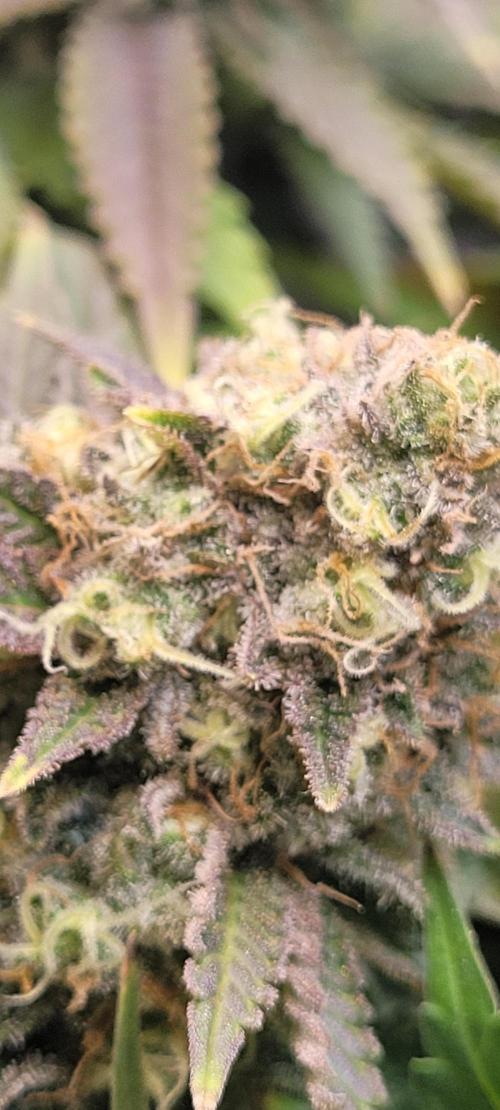 First Grow Fuel Dog Gaia Green. Week 16