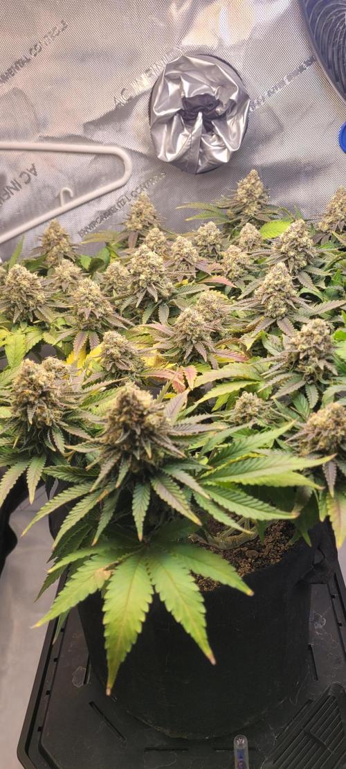 First Grow Fuel Dog Gaia Green. Week 16