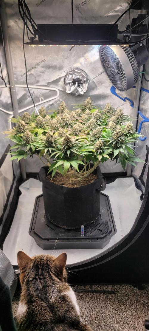 First Grow Fuel Dog Gaia Green. Week 16