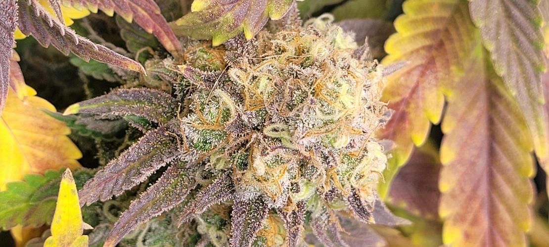 First Grow Fuel Dog Gaia Green. Week 17