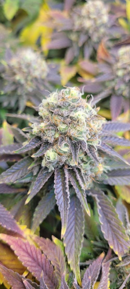 First Grow Fuel Dog Gaia Green. Week 17