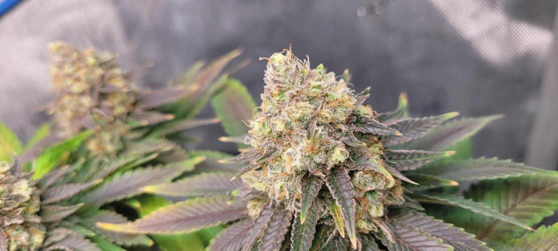 First Grow Fuel Dog Gaia Green. Week 17