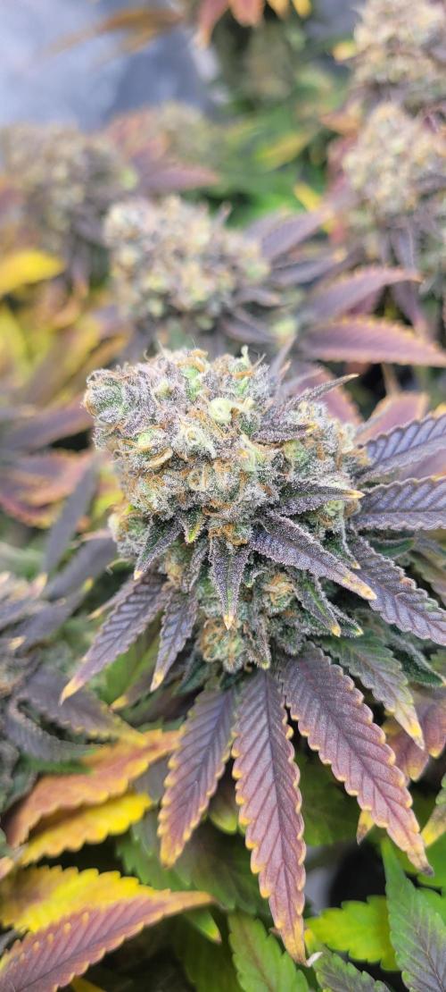 First Grow Fuel Dog Gaia Green. Week 18