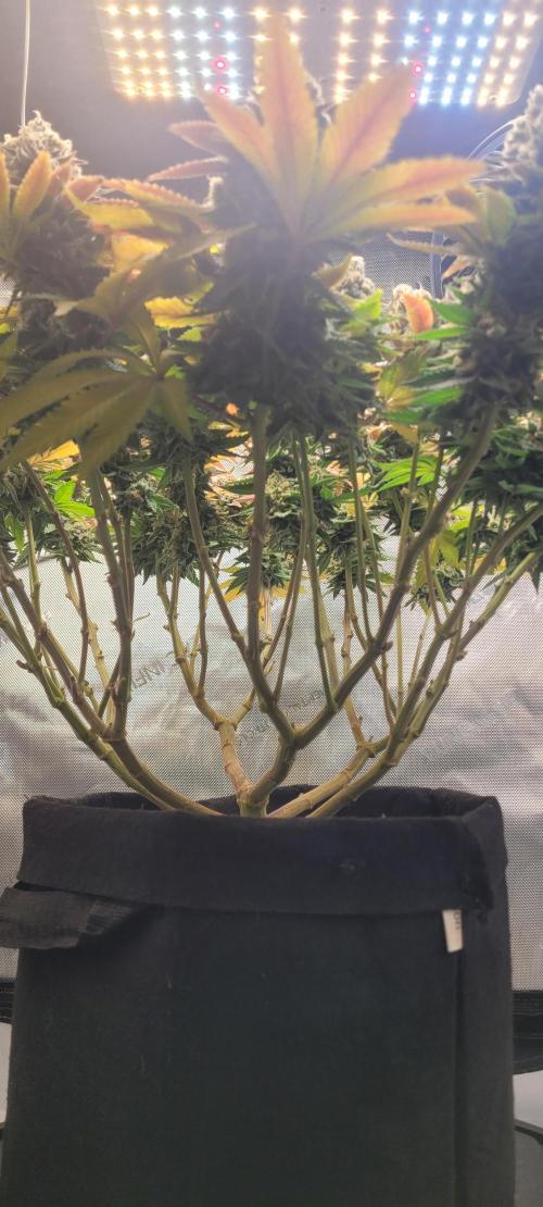 First Grow Fuel Dog Gaia Green. Week 18