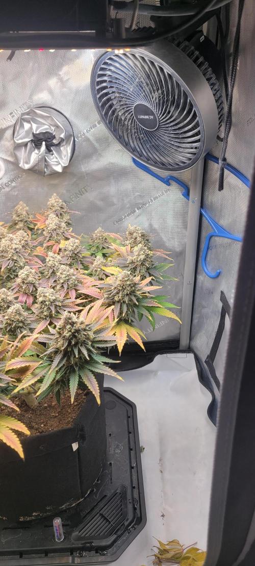 First Grow Fuel Dog Gaia Green. Week 18