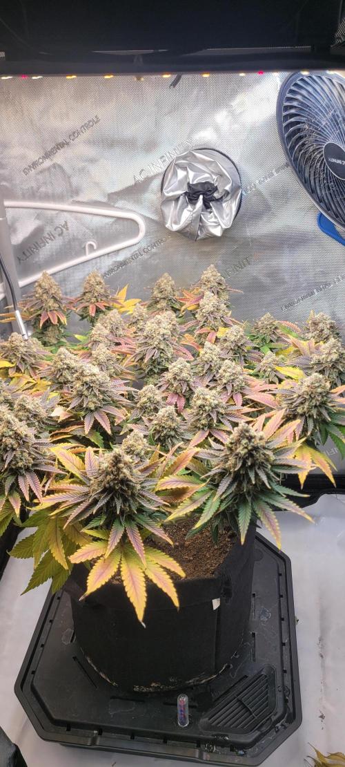 First Grow Fuel Dog Gaia Green. Week 18