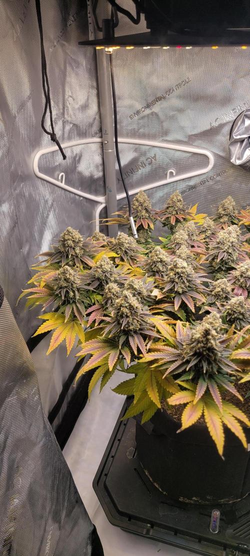 First Grow Fuel Dog Gaia Green. Week 18