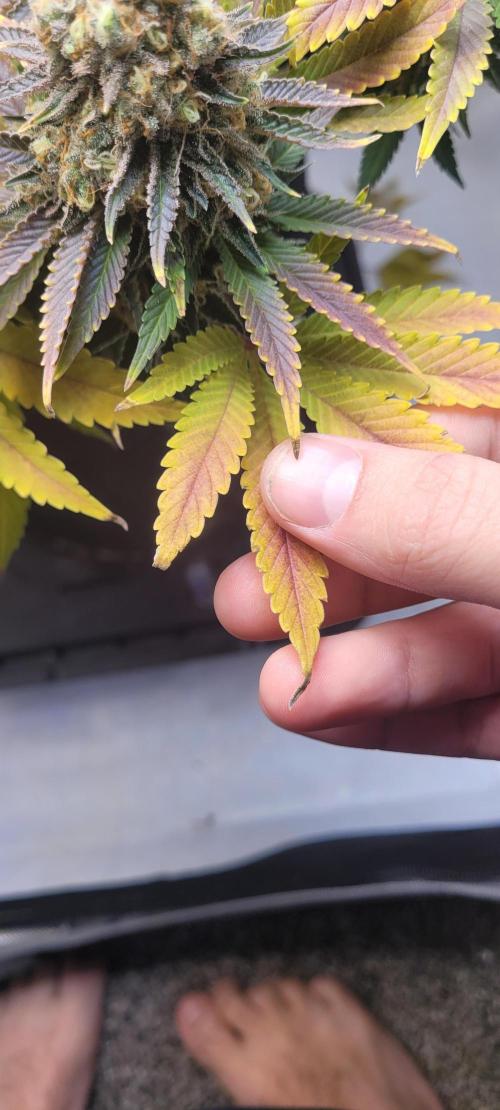 First Grow Fuel Dog Gaia Green. Week 18