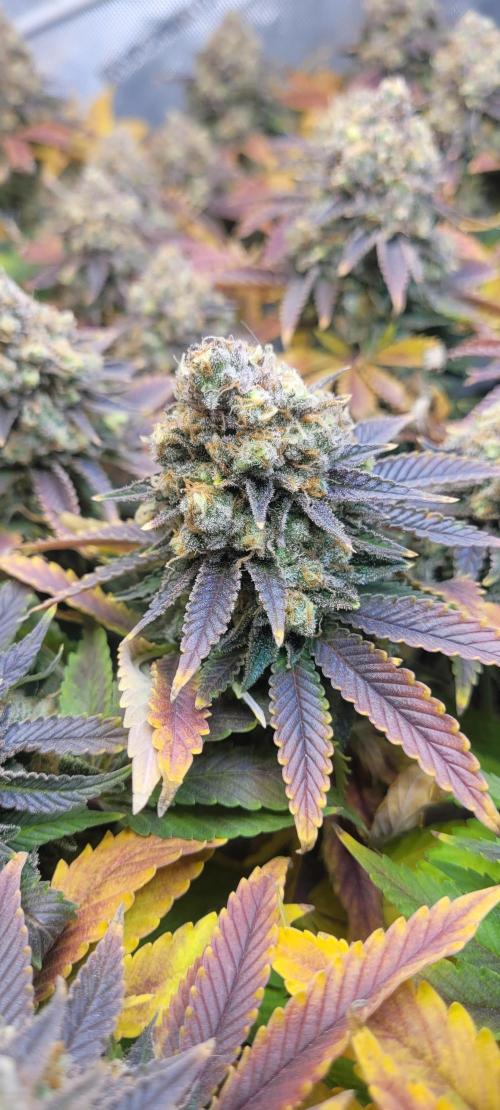 First Grow Fuel Dog Gaia Green. Week 18