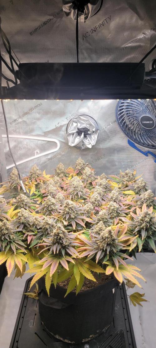 First Grow Fuel Dog Gaia Green. Week 18