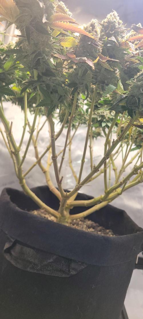 First Grow Fuel Dog Gaia Green. Week 19