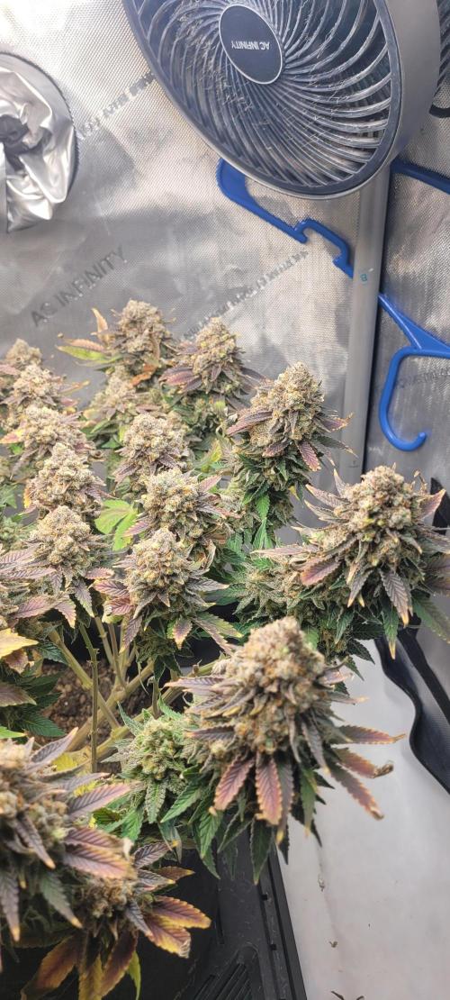 First Grow Fuel Dog Gaia Green. Week 19