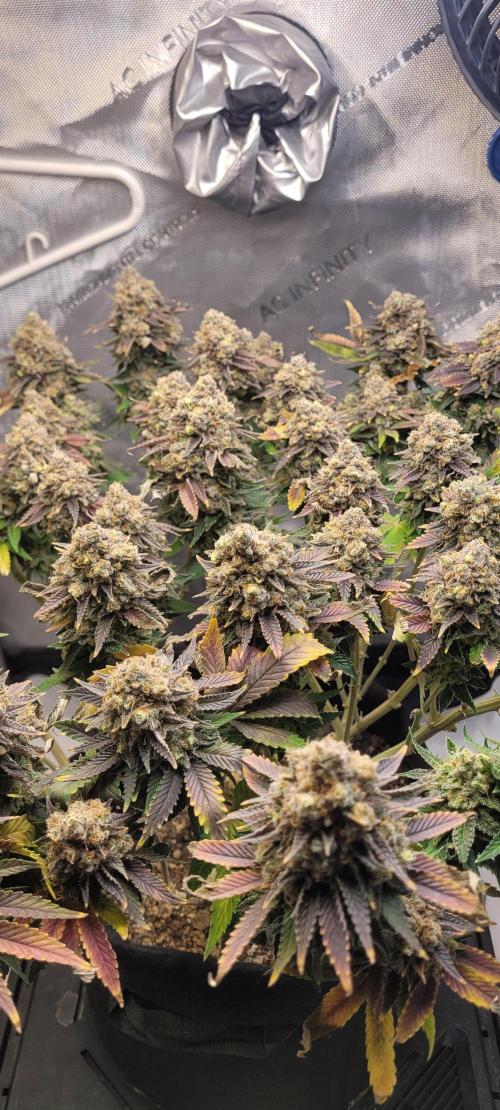 First Grow Fuel Dog Gaia Green. Week 19