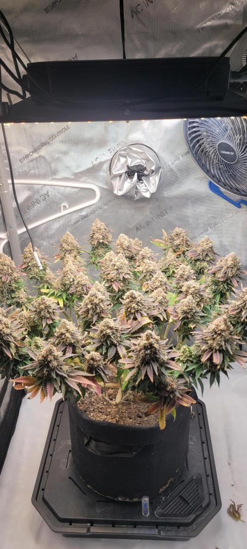 First Grow Fuel Dog Gaia Green. Week 19