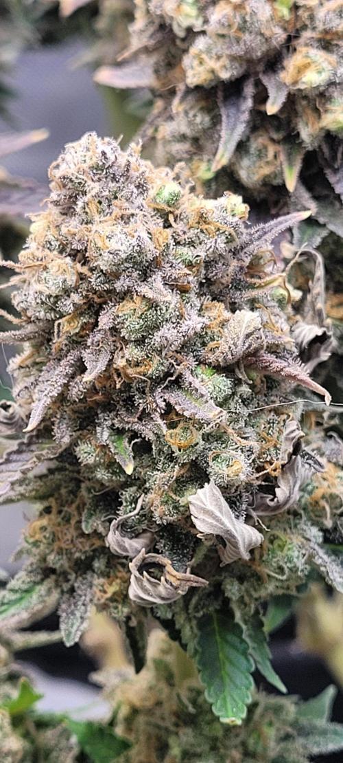 First Grow Fuel Dog Gaia Green. Week 20