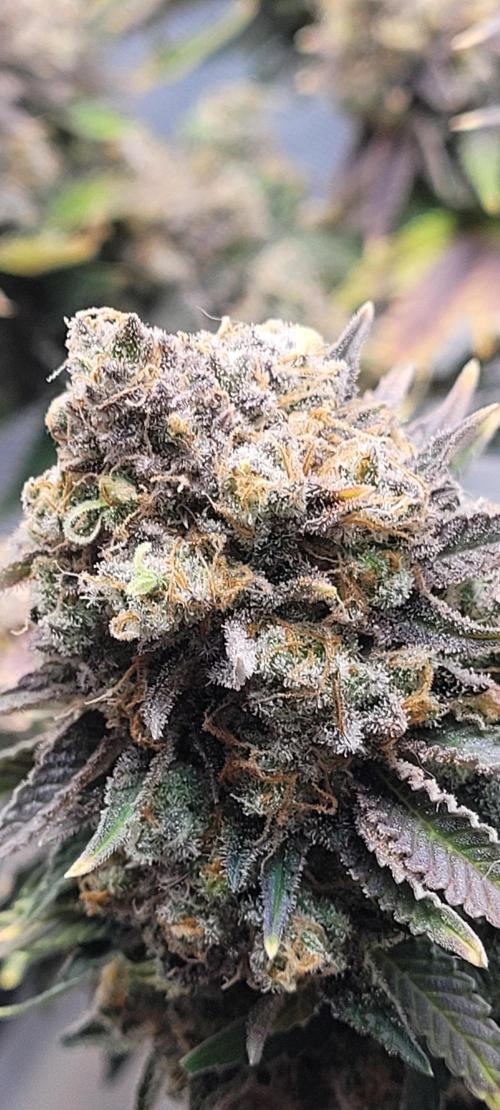 First Grow Fuel Dog Gaia Green. Week 20