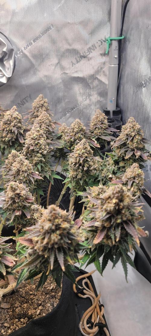 First Grow Fuel Dog Gaia Green. Week 20