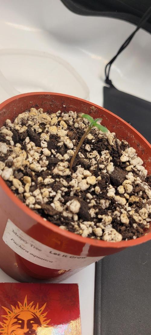 Pineapple Express Auto Organic 2x2. Week 1