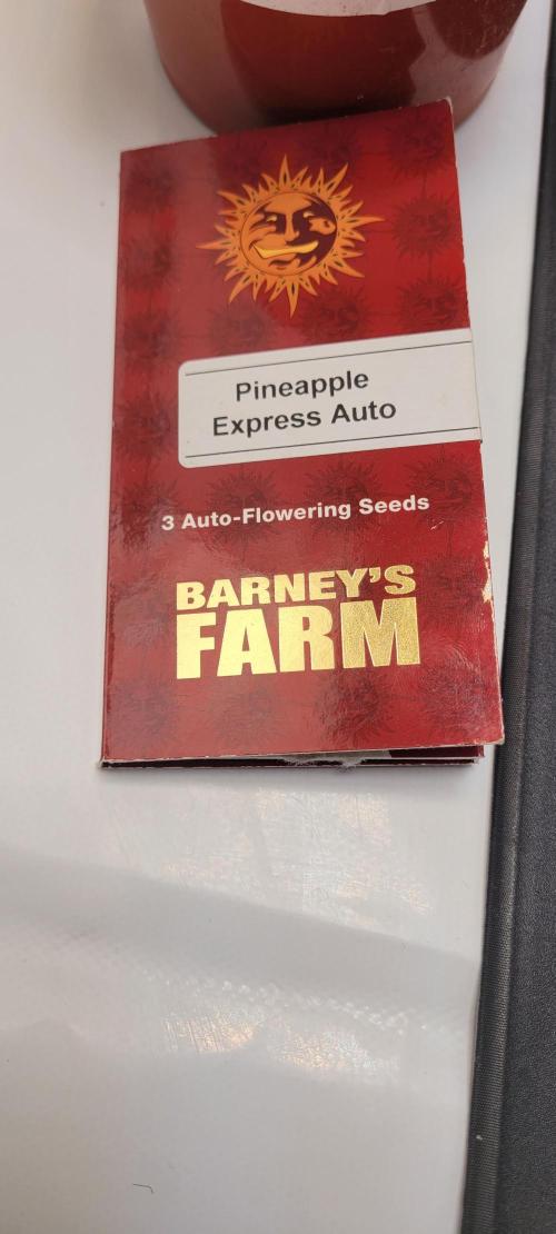 Pineapple Express Auto Organic 2x2. Week 1