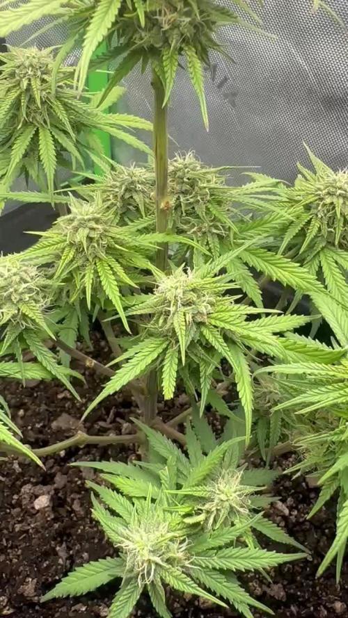 Pesos grow