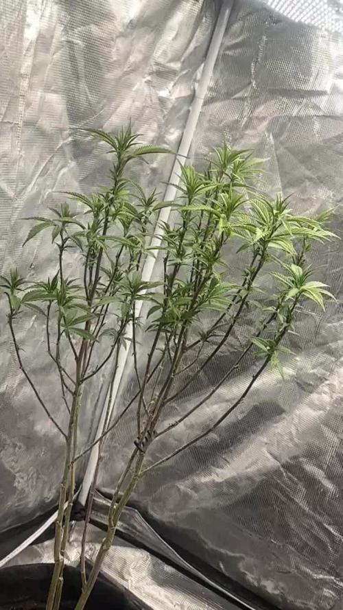 Pesos grow