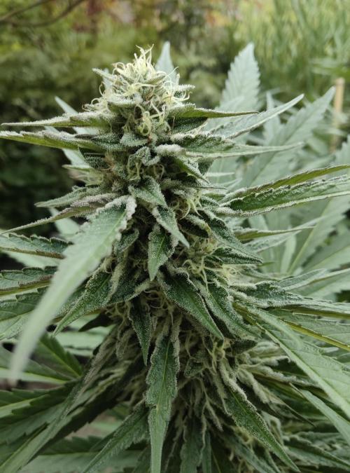 Delicious seeds ER/SP/BB/G. Week 22