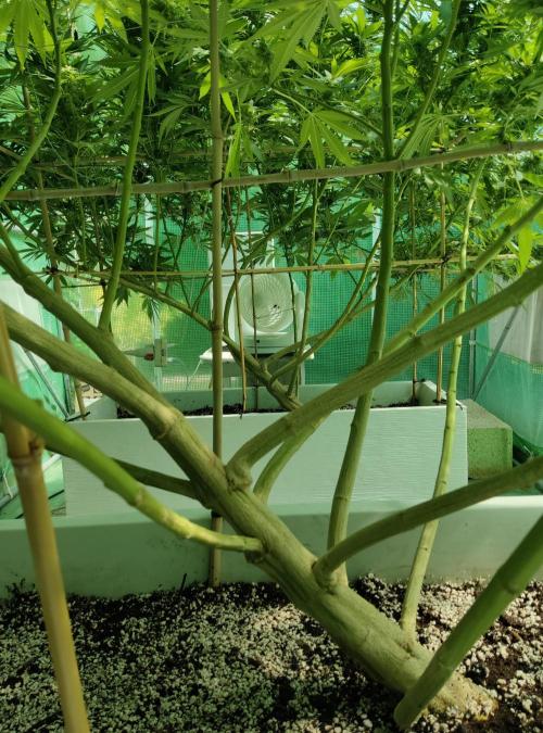 Delicious seeds ER/SP/BB/G. Week 22 - Eleven Roses 
24 septembre 