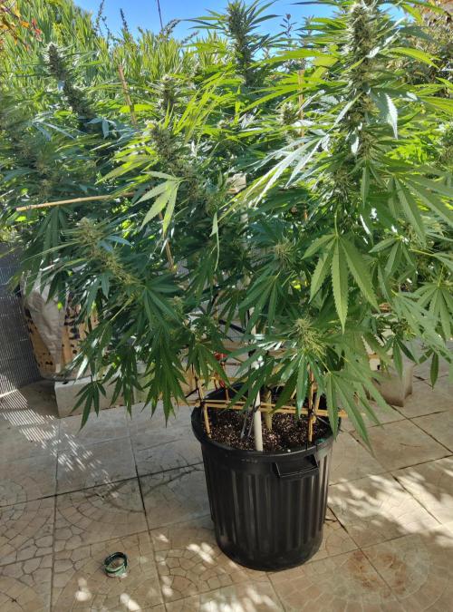 Delicious seeds ER/SP/BB/G. Week 22 - Sunday Punch 
24 septembre 